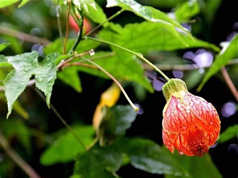 燈籠花種植|【燈籠花種植】燈籠花種植秘訣大公開！養殖、繁殖、照顧一次搞。